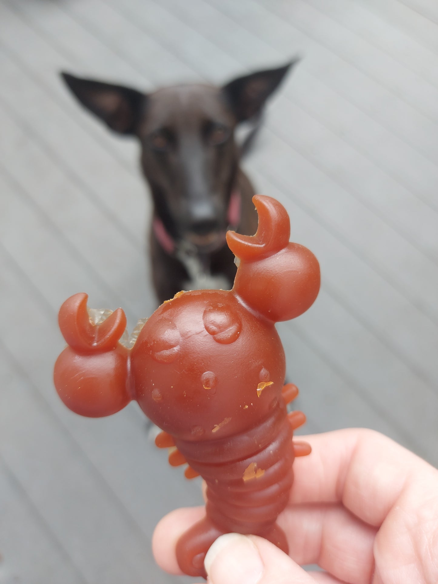 Carrot & Pumpkin Lobster - Meduim