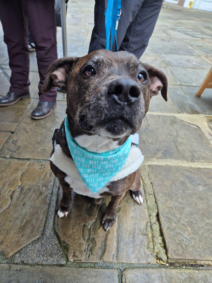 Little Olive Bandana-Best Dog Ever Valentine's Edition